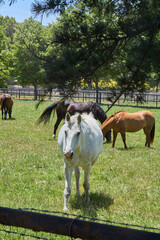 Horses Grazing on Green Pasture with Trees in Background
