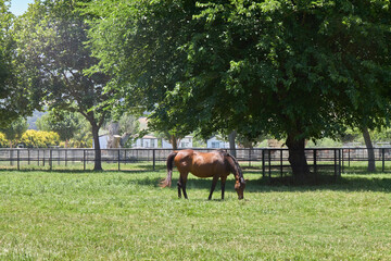 Horses Grazing on Green Pasture with Trees in Background
