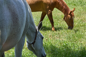 Horses Grazing on Green Pasture with Trees in Background
