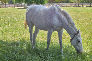 Horses Grazing on Green Pasture with Trees in Background
