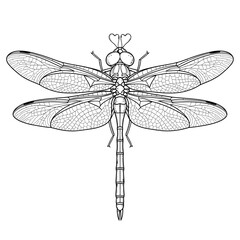 Detailed line drawing of a dragonfly with intricate wing patterns on a white background top view