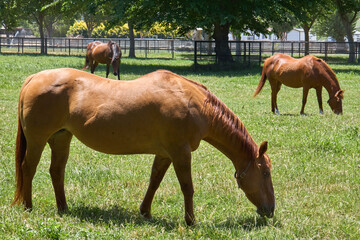 Horses Grazing on Green Pasture with Trees in Background
