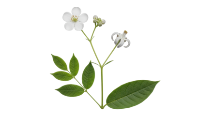 Isolated Wafer Ash Plant Branch with Flowers