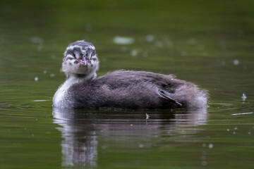 Baby grebe chick paddles