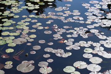 Water lily leaves on a garden pond