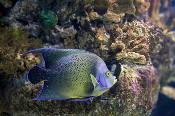 Fototapeta premium Barcelona Aquarium