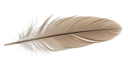 Isolated feather gray