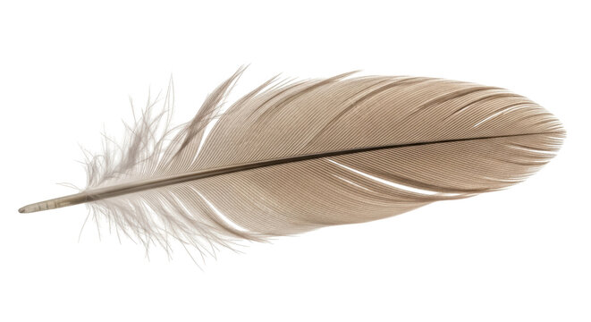 Fototapeta Isolated feather gray