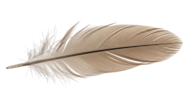 Isolated feather gray