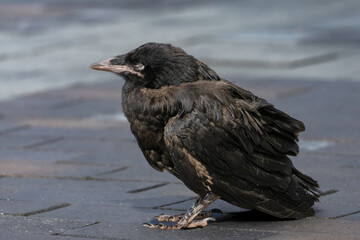 Juvenile Rook - Corvus frugilegus