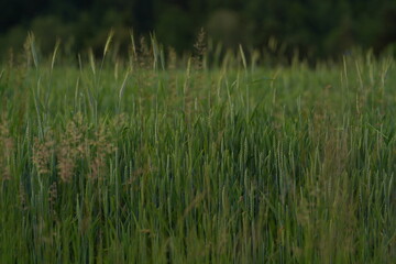 grass in the wind