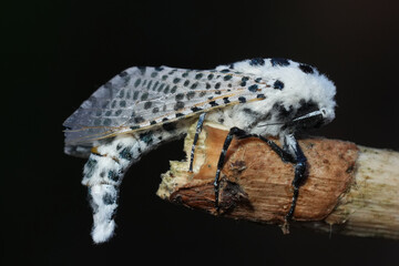 Closeup on the odd white European Leopard Moth Zeuzera pyrina as pest species for fruit trees