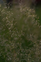 green grass and water