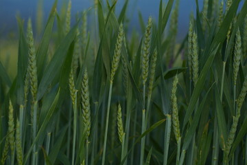 green wheat field