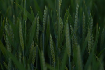 green grass in the wind
