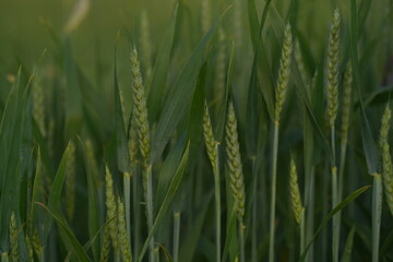 green wheat field