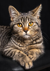 Obraz premium Closeup portrait of gray striped cat with bright eyes isolated on black background. Perfect for pet themes, animal lovers, design concepts. Lighting emphasizes the cat fur and facial expression.