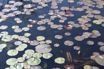 Water lily leaves on a garden pond
