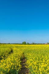 Cover page wth beautiful farm landscape with yellow rapeseed at blossom field in Germany, at Spring, sunny day and blue sky.