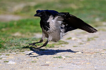 landende Nebelkrähe // landing hooded crow (Corvus cornix)