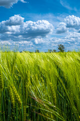 Cover page with beautiful farm landscape with green wheat field in closeup, Summer, at sunny day and blue cloudy sky. Copy space.