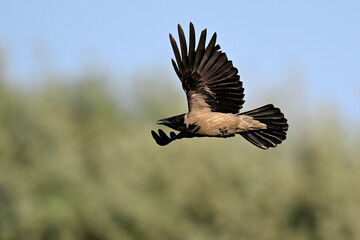 flying hooded crow // fliegende Nebelkrähe (Corvus cornix)