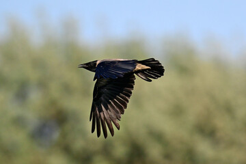 fliegende Nebelkrähe // flying hooded crow (Corvus cornix)