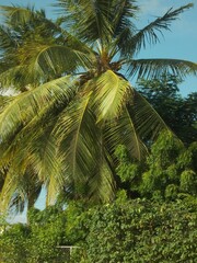 coconut palm trees on a Caribbean beach 