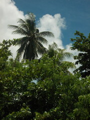 Palm trees and blue sky