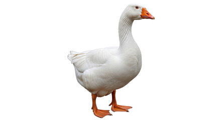 Isolated White Goose
