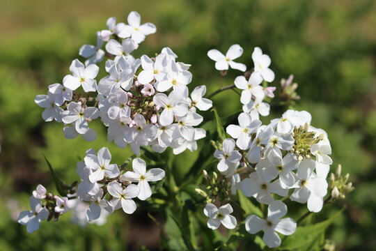 White sweet rocket, dames rocket or hesperis matronalis, growing in a meadow