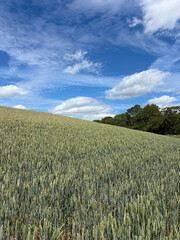 Crop of wheat in a field in June, United Kingdom