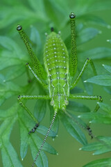 Closeup on the bright green European Striped Bush-Cricket Leptophyes albovittata in vegetation