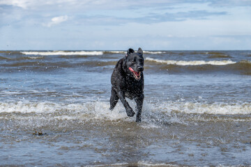 Happy Wet Black Dog Running Out of the Sea &ndash; Playful Labrador Enjoying Water Fun and Freedom on a Summer Day