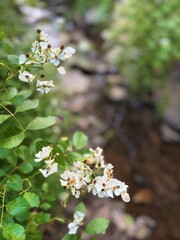 Beautiful sign of summer at dawn. Catskill Mountains. Windham Path.  Delicate white flowers, multiflora Roses  grow near a creek in a wildflower field. Fragrant and pretty. attracts pollinators. 