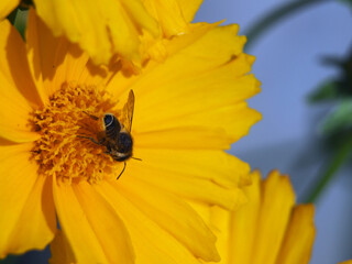 Close-up of the rear of a willughby’s leaf-cutter bee (megachile willughbiella) collecting pollen...