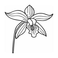 Black and White Line Drawing of an Orchid Flower line art