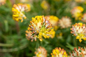 Closeup of Anthyllis vulneraria (Kidney Vetch) Flower in Bloom – Vibrant Macro of Wild Meadow Herb with Soft Texture and Colorful Detail