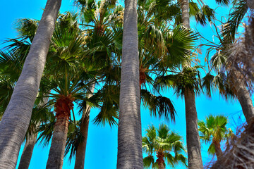 coconut palm trees