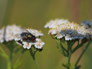 Isolated close-up of a common green bottle fly (lucilia sericata) feeding of the nectar of common yarrow (achillea millefolium) in a field in Bonn