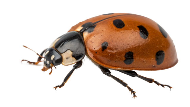 ladybug, isolated transparent background - Powered by Adobe