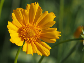 Close-up of the blossom of a coreopsis lanceolate L.