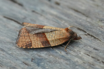Closeup on a small brown Rhomboid Tortrix tortricid moth, Acleris rhombana