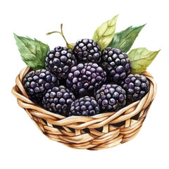 Blackberry Fruit Basket, watercolor vector, isolated on a white background.