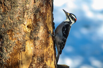 Male Downy Woodpecker Climbing Tree in Winter Forest