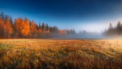 Fototapeta premium dark autumn forest and grassy field with crawling fog