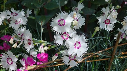 Sweden. Dianthus chinensis, commonly known as rainbow pink or China pink is a species of Dianthus...