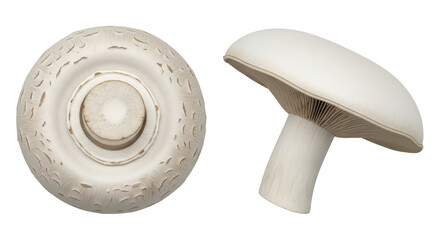 Isolated White Mushroom Cap and Stem