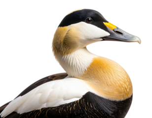  Close-Up Side Profile of Common Eider Duck Showing Head and Neck Details, isolated on a transparent background png