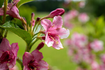 Obraz premium Closeup of Pink Weigela Flower in Bloom – Beautiful Garden Shrub Blossom with Soft Background in Spring or Early Summer